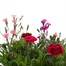 Carry Home Pack - Dianthus Collection 6 x 10.5cm Pot BeddingAlternative Image2