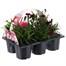 Carry Home Pack - Dianthus Suncharm Mixed - 6 x 10.5cm Pot Bedding Alternative Image