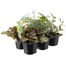 Carry Home Pack - Autumn Basket Plants Collection 6 x 10.5cm Pot Bedding Alternative Image