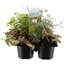 Carry Home Pack - Autumn Basket Plants Collection 6 x 10.5cm Pot Bedding Alternative Image