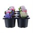 Carry Home Pack - Hyacinth Bulb Selection - 6 x 10.5cm Pot Bedding Bulbs Alternative Image