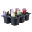 Carry Home Pack - Hyacinth Bulb Selection - 6 x 10.5cm Pot Bedding Bulbs Alternative Image