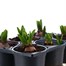 Carry Home Pack - Hyacinth Bulb Selection - 6 x 10.5cm Pot Bedding Bulbs Alternative Image