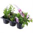 Carry Home Pack - Nemisia Collection - 6 x 10.5cm Pot BeddingAlternative Image1