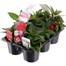Carry Home Pack - New Guinea Hybrid Impatiens - 6 x 10.5cm Pot Bedding Alternative Image