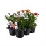 Carry Home Pack - Osteospermum Collection - 6 x 10.5cm Pot BeddingAlternative Image1
