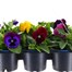 Carry Home Pack - Pansy Mixed - 6 x 10.5cm Pot Bedding Alternative Image