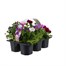 Carry Home Pack - Petunia Flashforward Coolwater Mix - 6 x 10.5cm Pot Bedding Alternative Image