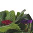 Carry Home Pack - Primrose Mixed - 6 x 10.5cm Pot Bedding Alternative Image