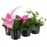 Carry Home Pack - Spring Magic Strawberry Swirl - 6 x 10.5cm Pot Bedding Alternative Image