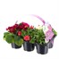 Carry Home Pack - Spring Magic Sweet Souffle - 6 x 10.5cm Pot Bedding Alternative Image