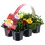 Carry Home Pack - Spring Magic Tutti Fruiti - 6 x 10.5cm Pot Bedding Alternative Image