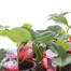 Carry Home Pack - Strawberries - 6 x 10.5cm Pot BeddingAlternative Image2