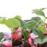 Carry Home Pack - Strawberries - 6 x 10.5cm Pot Bedding Alternative Image