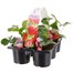 Carry Home Pack - Strawberries - 6 x 10.5cm Pot BeddingAlternative Image1