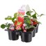Carry Home Pack - Strawberries - 6 x 10.5cm Pot Bedding Alternative Image