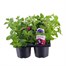 Carry Home Pack - Surfinia Mixed - 6 x 10.5cm Pot BeddingAlternative Image1