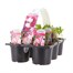 Carry Home Pack - Sweet Pea - 6 x 10.5cm Pot BeddingAlternative Image2