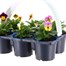 Carry Home Pack - Viola Mixed - 6 x 10.5cm Pot Bedding Alternative Image