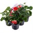 Carry Home Pack - Zonal Geranium - 6 x 10.5cm Pot BeddingAlternative Image1