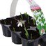 Carry Home Pack - Snowdrops Elwesii - 6 x 10.5cm Pot Bedding  Alternative Image