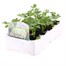 Celeriac F1 Prinz 12 Pack Boxed VegetablesAlternative Image2