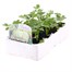 Celeriac F1 Prinz 12 Pack Boxed Vegetable Alternative Image