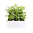 Celery Celebration 12 Pack Boxed VegetablesAlternative Image1