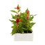 Celosia Kimono Mixed 6 Pack Boxed BeddingAlternative Image2