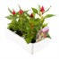 Celosia Kimono Mixed 6 Pack Boxed BeddingAlternative Image3