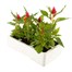 Celosia Kimono Mixed 6 Pack Boxed BeddingAlternative Image4