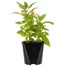 Celosia Mixed Colours 2L Pot Bedding Alternative Image