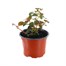 Centradenia Cascade 10.5cm Pot BeddingAlternative Image1