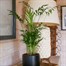 Chamaedorea Elegans Parlour Palm Houseplant - 12cm PotAlternative Image1