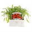Cheiranthus Siberian Wallflower 6 Pack Boxed Bedding Alternative Image
