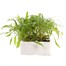 Cheiranthus Siberian Wallflower 6 Pack Boxed Bedding Alternative Image