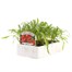 Cheiranthus Siberian Wallflower 6 Pack Boxed Bedding Alternative Image