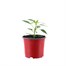 Chilli Pepper Apache 10.5cm Pot VegetableAlternative Image1