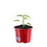 Chilli Pepper Basket of Fire 10.5cm Pot VegetableAlternative Image1