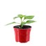 Chilli Pepper Carolina Reaper 10.5cm Pot VegetableAlternative Image1