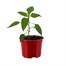 Chilli Pepper Chezno 10.5cm Pot VegetableAlternative Image1
