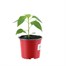 Chilli Pepper Gusto Purple 10.5cm Pot VegetableAlternative Image1
