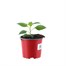 Chilli Pepper Habenero White 10.5cm Pot VegetableAlternative Image1