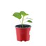 Chilli Pepper Hot Lemon 10.5cm Pot VegetableAlternative Image1