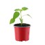 Chilli Pepper Orange Fresno 10.5cm Pot VegetableAlternative Image1