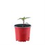 Chilli Pepper Pot Black 10.5cm Pot VegetableAlternative Image1