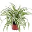 Chlorophytum Variegatum Houseplant - 12cm PotAlternative Image4