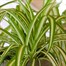 Chlorophytum Variegatum Houseplant - 12cm PotAlternative Image3
