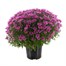 Chrysanthemum Garden Mum Pink 4L Pot Bedding Alternative Image