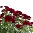 Chrysanthemum Garden Mum Red 2L Pot BeddingAlternative Image1